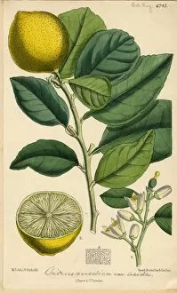 Rutaceae Collection: Citrus medica, citron melon