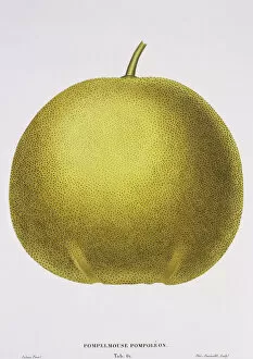 Malvidae Gallery: Citrus paradisi, grapefruit
