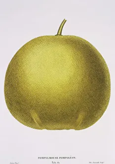 Citrus Collection: Citrus paradisi, grapefruit