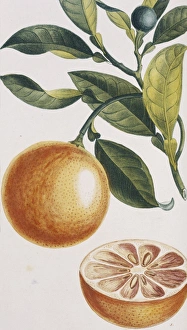 Aurantiaceae Collection: Citrus sinensis, orange