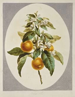 Aurantiaceae Collection: Citrus sinensis, orange tree