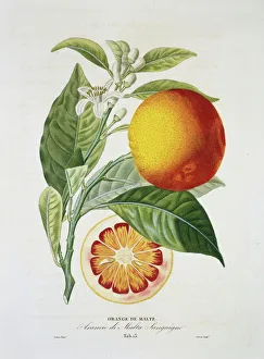 Citrus Collection: Citrus sinensis, sweet orange