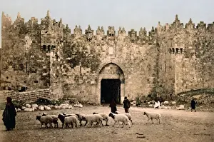 City walls and flock of sheep, Jerusalem, Palestine, circa 1