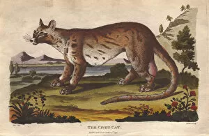 Ebenezer Collection: Civet cat, Civetticus civetta