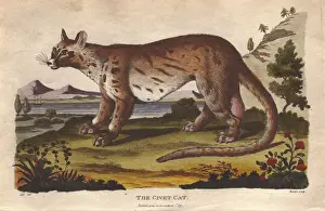 Civetta Prints: Civet cat, Civetticus civetta