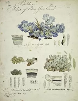 Sir Joseph Dalton Gallery: Cladhymenia oblongifolia