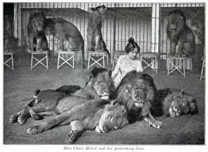 Images Dated 22nd January 2020: Claire Heliot and her performing lions 1903