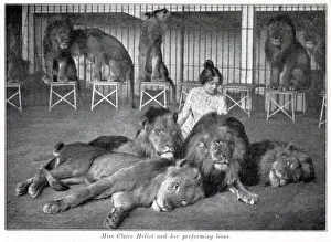 Images Dated 22nd January 2020: Claire Heliot and her performing lions 1903