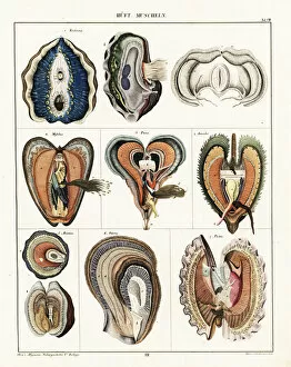 Universal Gallery: Clam, mussel, oyster, scallop, etc