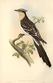 Clamator glandarius, great spotted cuckoo