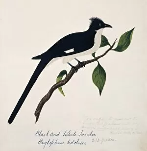1829 1928 Collection: Clamator jacobinus, jacobin cuckoo