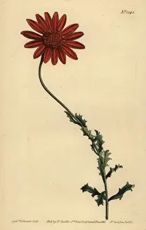 Clammy arctotis, Arctotis glutinosa