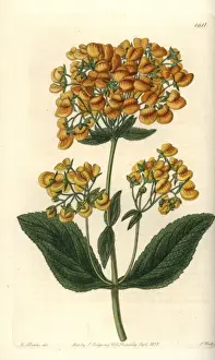 Sydenhamedwards Prints: Clammy calceolaria, Calceolaria viscosissima