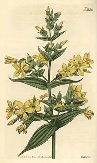 Gentian Prints: Clammy gentian, Gentiana viscosa