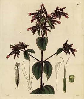 Hooker Gallery: Clammy-stalked soapwort, Saponaria glutinosa