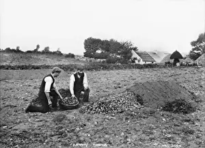 Clamping Potatoes