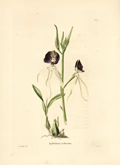 Epidendrum Gallery: Clamshell orchid, Prosthechea cochleata