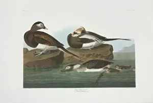 Duckling Prints: Clangula hyemalis, long-tailed duck