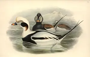 Clangula hyemalis, long-tailed duck
