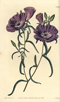 Sydenhamedwards Prints: Clarkia tenella subsp tenella