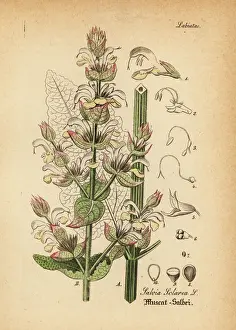 Clary sage, Salvia sclarea
