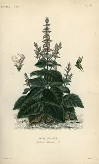 Maubert Collection: Clary sage, Salvia selarea