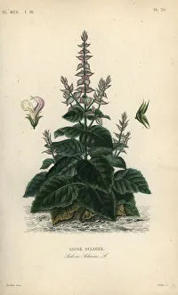 Herincq Gallery: Clary sage, Salvia selarea