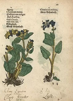 Clary sage varieties, Salvia sclarea