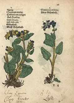 Clary sage varieties, Salvia sclarea