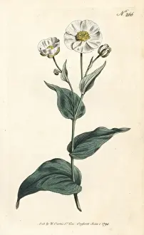 Buttercup Prints: Clasping buttercup, Ranunculus amplexicaulis
