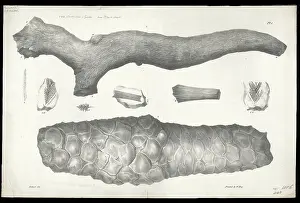 Cone Prints: Clathraria lyelli