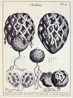 Agaricomycetes Gallery: Clathrus ruber, latticed stinkhorn