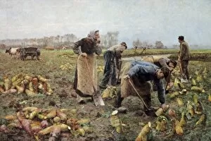 Sun Light Collection: CLAUS, Emile (1849-1924). The Beet Harvest. 1890