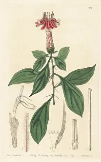 Clavelillo or chivo caspi, Barnadesia caryophylla
