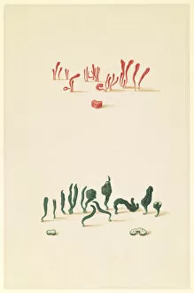 Bauer Gallery: Clavulinopsis miniata