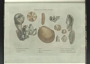 Sowerby Prints: Clay over the Upper Oolite fossils