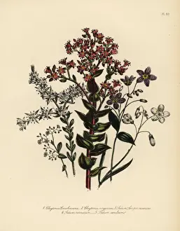 Humphreys Prints: Claytonia and stonecrop species