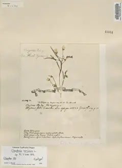 Caryophyllales Prints: Claytonia virginica, Spring Beauty