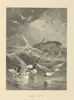Seabird Gallery: Cleaners of the Sea