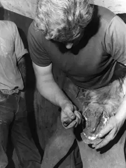 Hoof Prints: Cleaning a Hoof