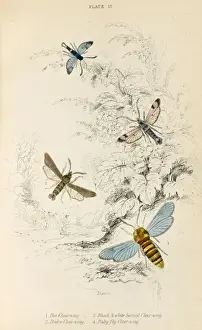 Breeze Prints: Four Clear Wing Moths