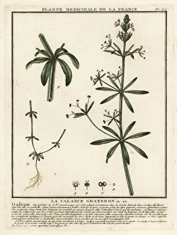 Bedstraw Prints: Cleavers, Galium aparine