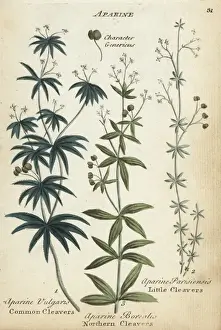 Joshuahamilton Prints: Cleavers, northern cleavers, and little cleavers