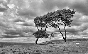 Images Dated 30th October 2019: On Cleeve Hill near Cheltenham, Gloucestershire