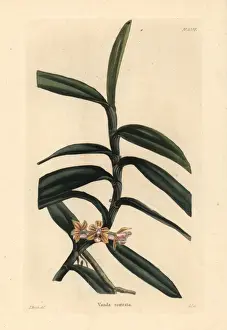 Shotter Prints: Cleisostoma rostratum orchid