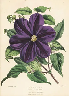 Cultivar Prints: Clematis cultivar, Marquis of Salisbury