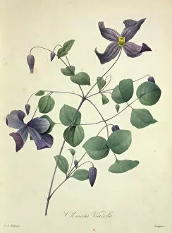 Purple Collection: Clematis viticella, Polish spirit