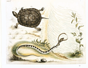 Colubridae Gallery: Clemmys guttata, spotted turtle
