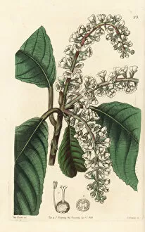Edwards Gallery: Clethra mexicana