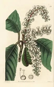Clethra mexicana